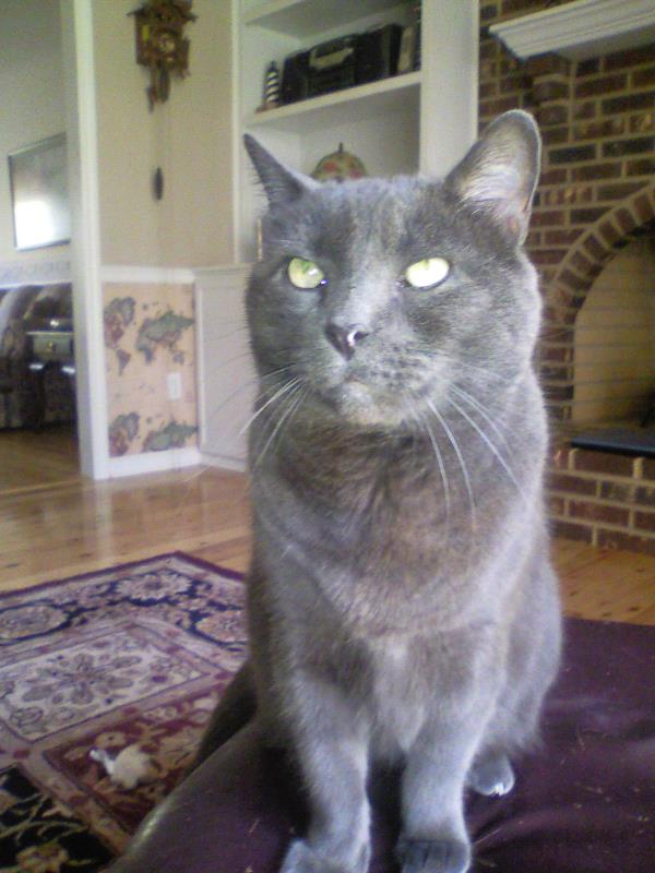 /Images/uploads/Humane Society of Catawba County/furryfaces/entries/515thumb.jpg